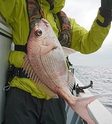 海龍丸(福岡) 釣果