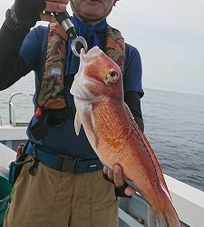 海龍丸(福岡) 釣果