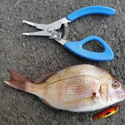 意外な釣果でビックリの連続！【ルミカ（LUMICA）メタルジャッカーマイクロインプレッション】