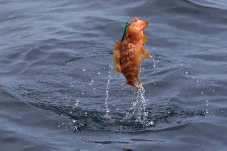 クルーズ 釣果