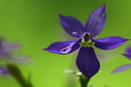 小菅トラウトガーデン 釣果