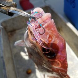 遊漁船 ニライカナイ 釣果