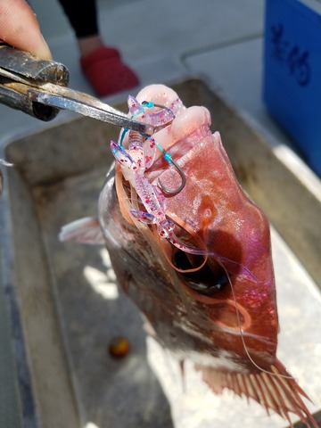 遊漁船 ニライカナイ 釣果