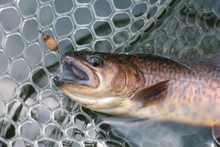 小菅トラウトガーデン 釣果