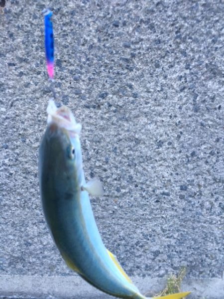 他を圧倒する釣果！【ルミカ（LUMICA）メタルジャッカーマイクロインプレッション】