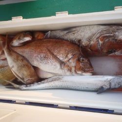 第二むつ漁丸 釣果