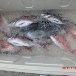 大進丸(新潟) 釣果