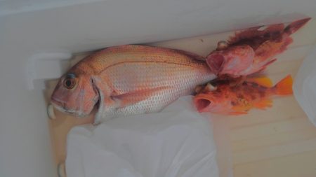 遊漁船 新鋭丸 釣果