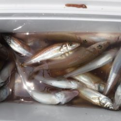 遊漁船 幸友丸 釣果