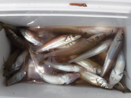 遊漁船 幸友丸 釣果