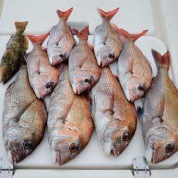 Marine T Design　マリンティーデザイン 釣果