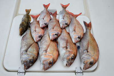 Marine T Design　マリンティーデザイン 釣果