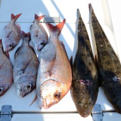 Marine T Design マリンティーデザイン 釣果