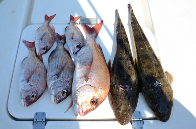 Marine T Design マリンティーデザイン 釣果