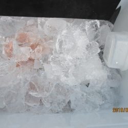 大進丸(新潟) 釣果