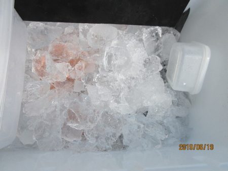 大進丸(新潟) 釣果