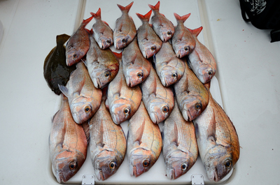 Marine T Design マリンティーデザイン 釣果