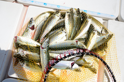 Marine T Design　マリンティ…