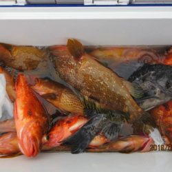 大進丸(新潟) 釣果