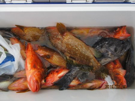 大進丸(新潟) 釣果