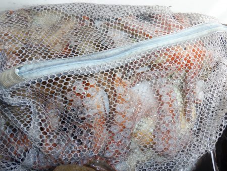 かもめ釣船 釣果