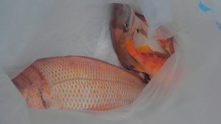 遊漁船 新鋭丸 釣果