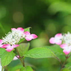 小菅トラウトガーデン 釣果