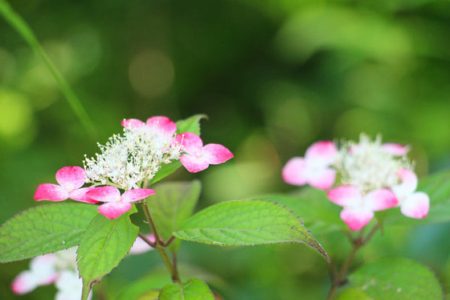 小菅トラウトガーデン 釣果