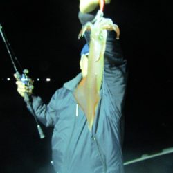 ジギング船 BLUEWATER 釣果