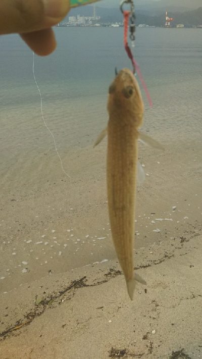 エソしかいない