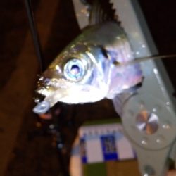 久しぶりのポイント