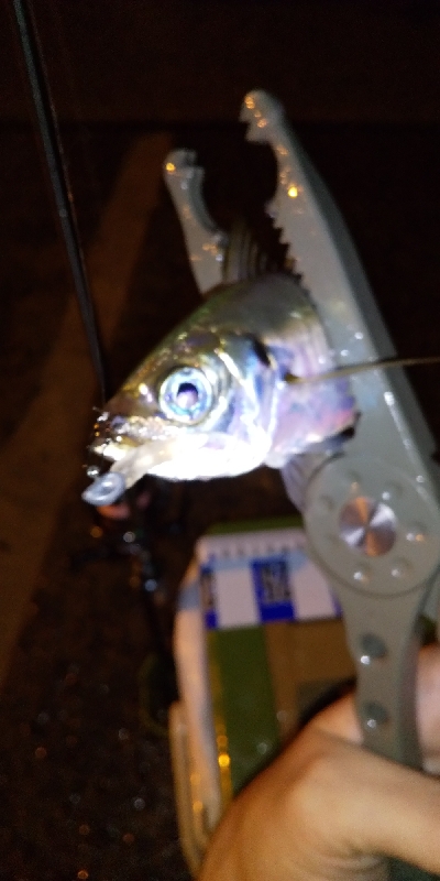 久しぶりのポイント