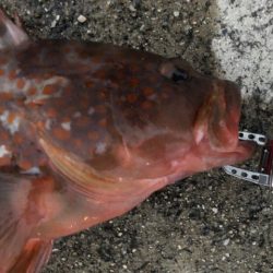 神戸ミッドワインド