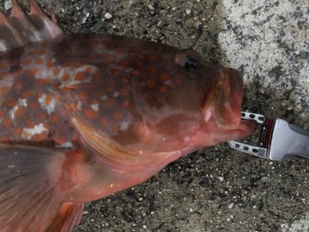 神戸ミッドワインド