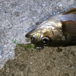 やっぱりメバル