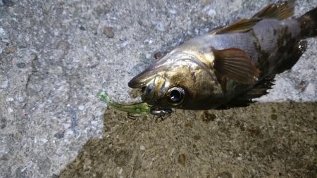 やっぱりメバル