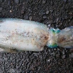 シャローDEランガン