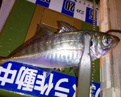 久しぶりのポイント