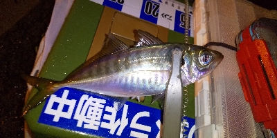 久しぶりのポイント