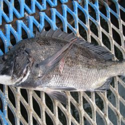 オリジナルメーカー海づり公園(市原市海づり施設) 釣果