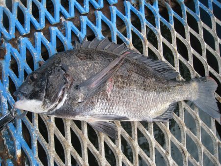 オリジナルメーカー海づり公園(市原市海づり施設) 釣果