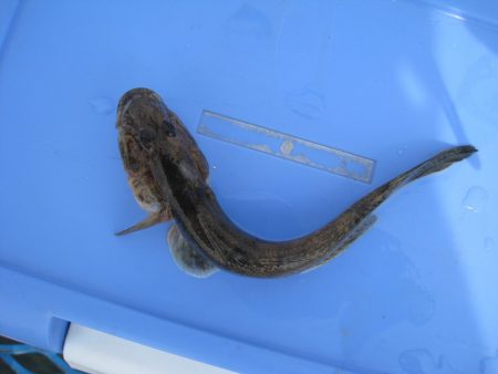 オリジナルメーカー海づり公園(市原市海づり施設) 釣果