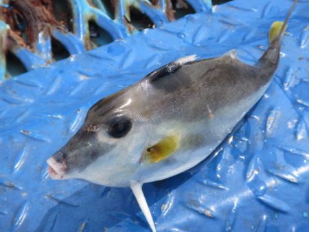 オリジナルメーカー海づり公園(市原市海づり施設) 釣果