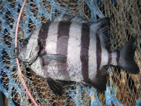 オリジナルメーカー海づり公園(市原市海づり…