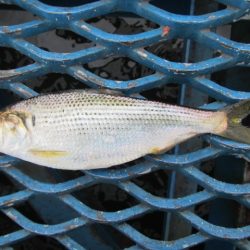 オリジナルメーカー海づり公園(市原市海づり施設) 釣果