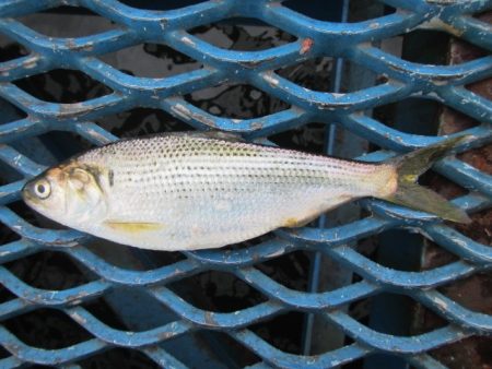 オリジナルメーカー海づり公園(市原市海づり…