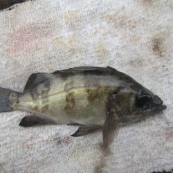 オリジナルメーカー海づり公園(市原市海づり施設) 釣果