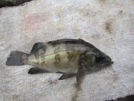 オリジナルメーカー海づり公園(市原市海づり施設) 釣果