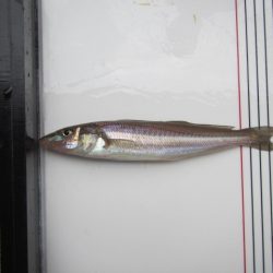 オリジナルメーカー海づり公園(市原市海づり施設) 釣果