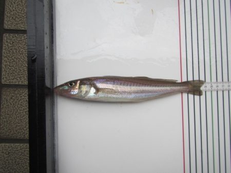 オリジナルメーカー海づり公園(市原市海づり施設) 釣果